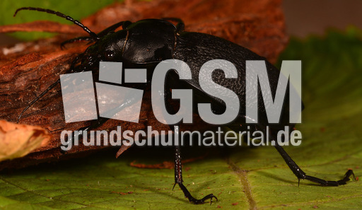 Lederlaufkäfer (5).jpg